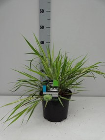 Hakonechloa macra 'Aureola' - pot 3L -