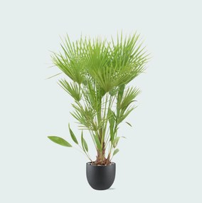 Combi deal - Chamaerops Humilis inclusief pot Grigio new egg - 170cm