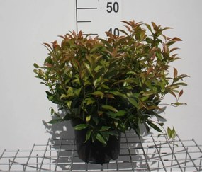 Leucothoe 'Zeblid' (Scarletta) - pot - 20-25 cm