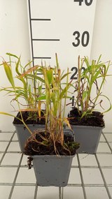 Spodiopogon sibiricus - pot 9x9 cm -