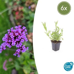 Verbena Bonariensis - 20cm