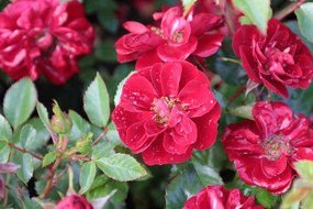 Rosa 'Rote The Fairy' - pot 1,3L
