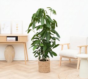 Schefflera Amate  - 150cm