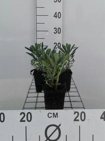 Euphorbia characias - pot 9x9 cm -