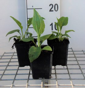 Echinacea purpurea 'White Swan' - pot 9x9 cm -