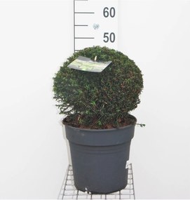 Taxus baccata - pot - bolvorm diameter 30+ cm