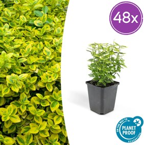 Euonymus Fortunei 'Emerald 'n Gold' - 20cm