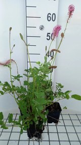 Sanguisorba obtusa - pot 9x9 cm -