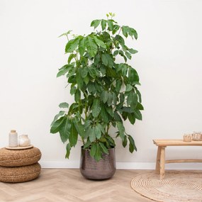 Schefflera Amate - 200cm