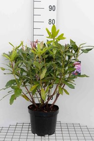 Rhododendron ponticum - pot - 40-60 cm -