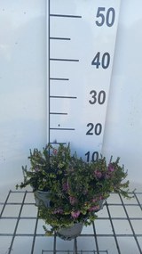 Erica carnea - rood - pot diameter 10,5 cm - 10-12 cm -