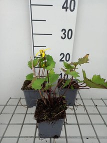 Ligularia stenocephala 'The Rocket' - pot 9x9 cm -