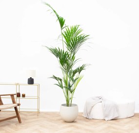 Kentia palm - 170cm
