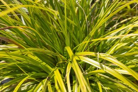 Carex oshimensis 'Everlime' (Evercolor) - pot 9x9 cm