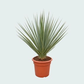 Nolina Nelsonii - 130 cm