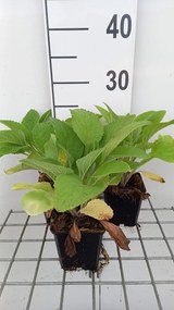 Digitalis purpurea 'Pam's Choice' - pot 9x9 cm