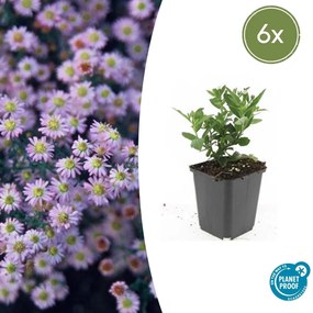 Aster ageratoides 'Stardust' - 20cm