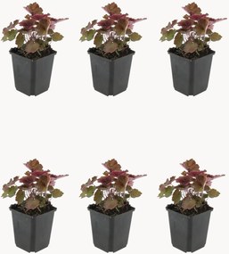 Planten Coral Bells Heuchera micrantha Palace Purple, 6-delig
