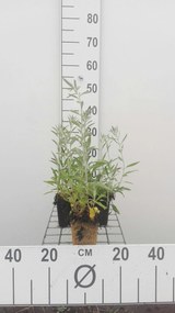 Veronica spicata subsp. incana - pot 9x9 cm