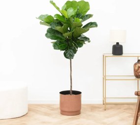 Ficus Lyrata stam - 130cm