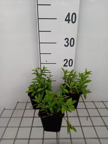 Phlox divaricata 'White Perfume' - pot 9x9 cm -