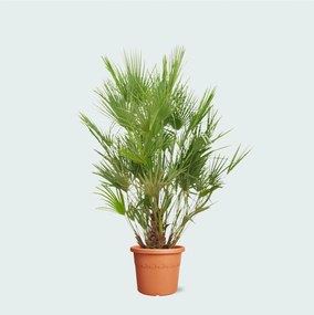 Chamaerops Humilis - 200cm