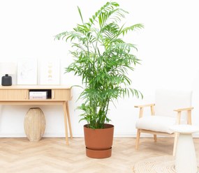 Chamaedorea Seifrizii - 180cm