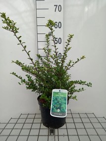 Ilex crenata 'Convexa' - pot - 30-40 cm -