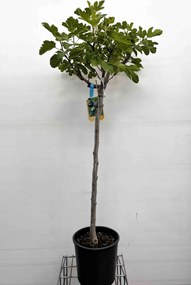 Ficus carica - pot 15L - halfstam boom - stamomtrek 8-10 cm