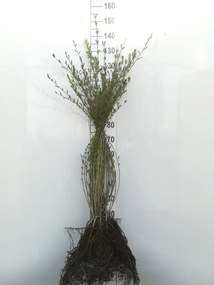 Salix purpurea - blote wortel - 60-90 cm -