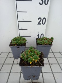 Aubrieta 'Blaumeise' - pot 9x9 cm