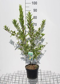 Forsythia x intermedia 'Flojor' (Minigold) - pot - 50-60 cm