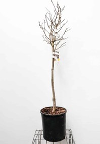 Magnolia stellata - pot 18L - halfstam boom