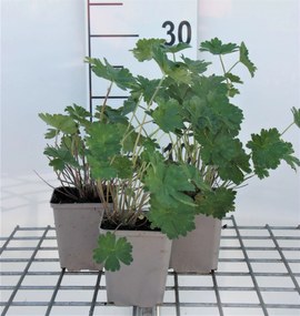Geranium 'Joy' - pot 9x9 cm -