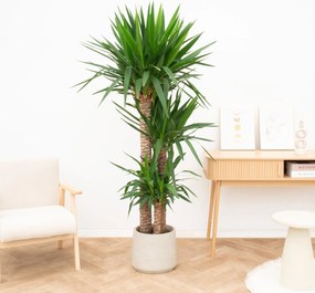 Yucca Elephantipes 3 stammen - 160cm
