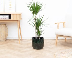 Dracaena Marginata - 110cm