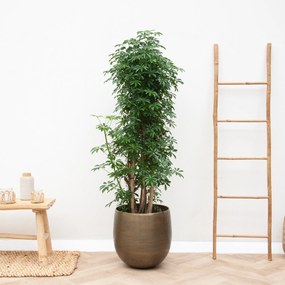 Schefflera Luseana vertakt - 140cm