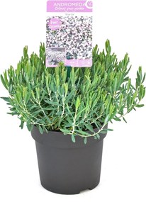 Andromeda polifolia 'Blue Ice' - pot - 15-20 cm -