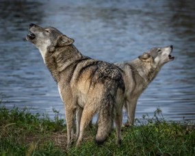 Foto Beautiful Wolf Growling and Howling, Laura Hedien, (40 x 30 cm)