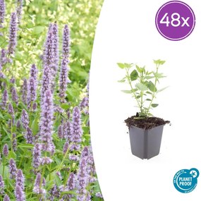 Agastache 'Blue Fortune' - 20cm