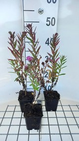 Aster novae-angliae 'Andenken an Paul Gerber' - pot 9x9 cm