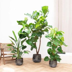 Combideal - Jungle trio - 120-180cm