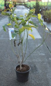 Magnolia 'Star Wars' - pot 15L - 125-150 cm