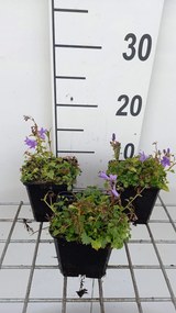 Campanula portenschlagiana 'Resholt Variety' - pot 9x9 cm -