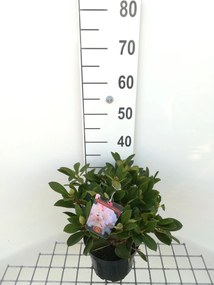 Rhododendron 'Dreamland' - pot - 25-30 cm