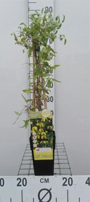 Clematis tangutica subsp. obtusiuscula - pot - 50-60 cm