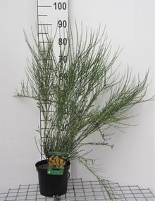 Cytisus x praecox 'Allgold' - pot - 40-60 cm -