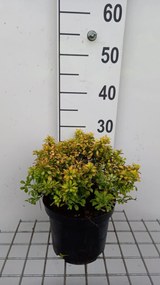 Berberis thunbergii 'Tiny Gold' - pot - 20-25 cm -