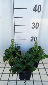 Ajuga reptans 'Alba' - pot 9x9 cm -