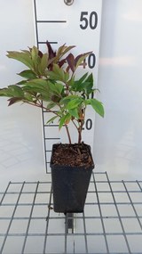 Paeonia 'Karl Rosenfield' - pot 1L -